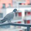 piccione