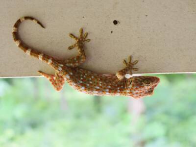 animale gecko