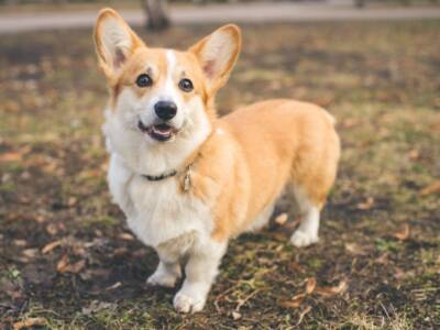 cane razza corgi