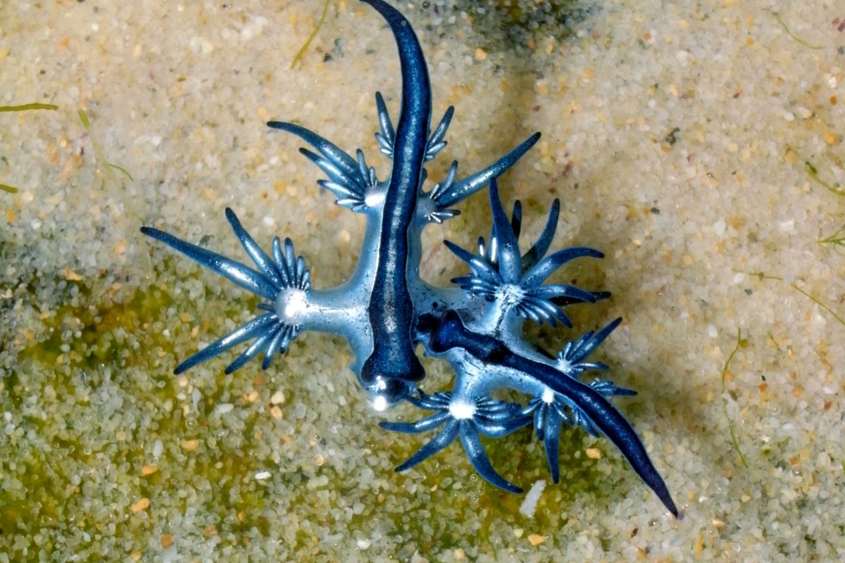 drago blu