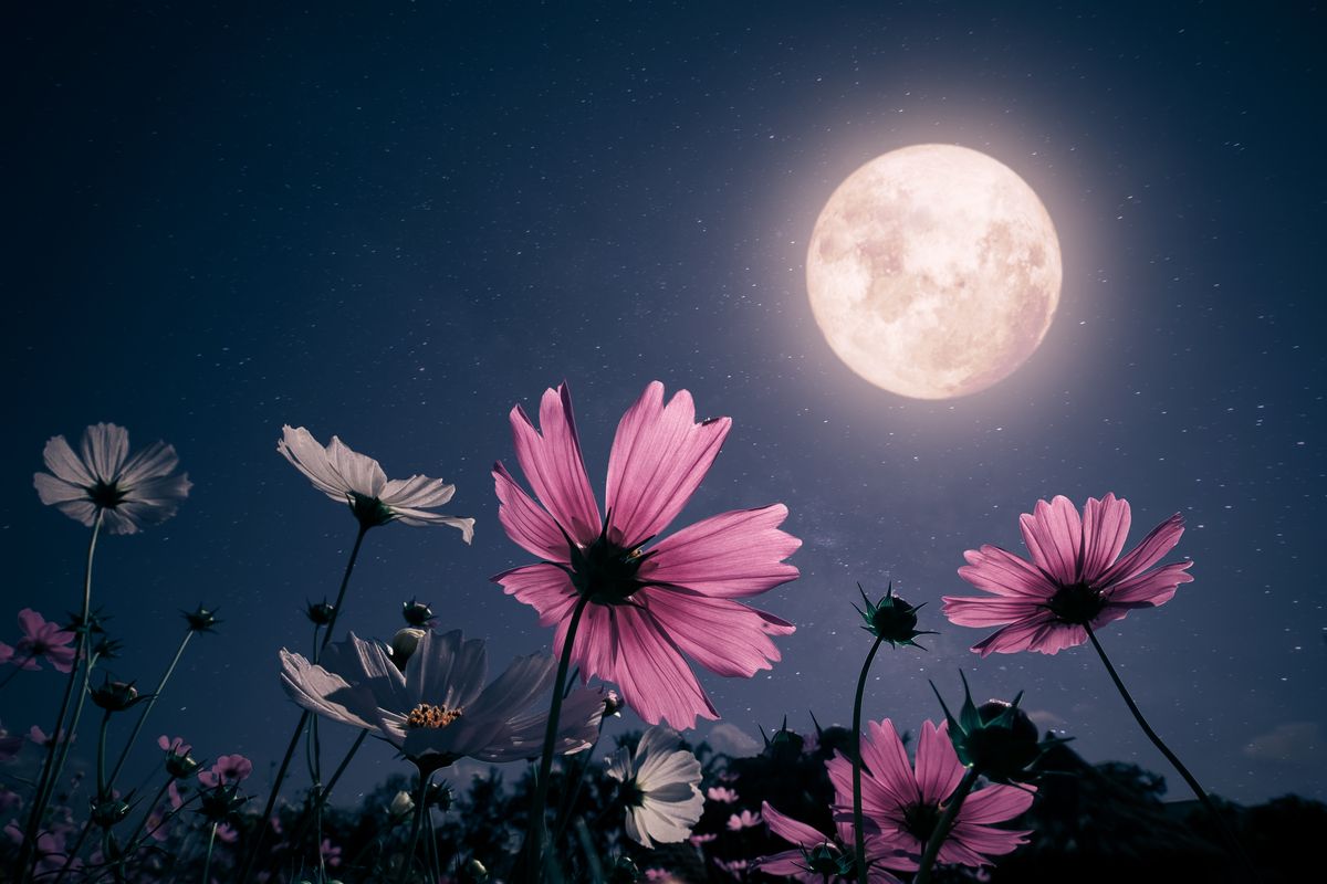 prato fiori luna notte