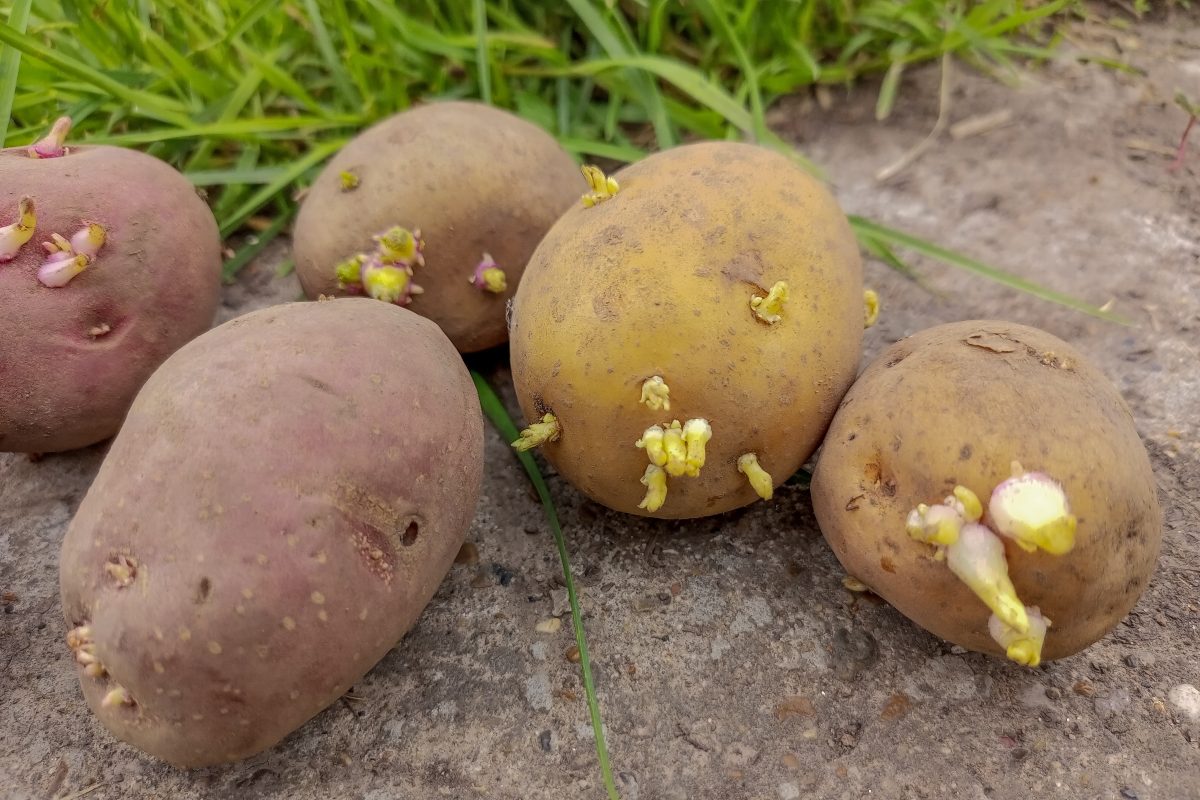Patate con germogli