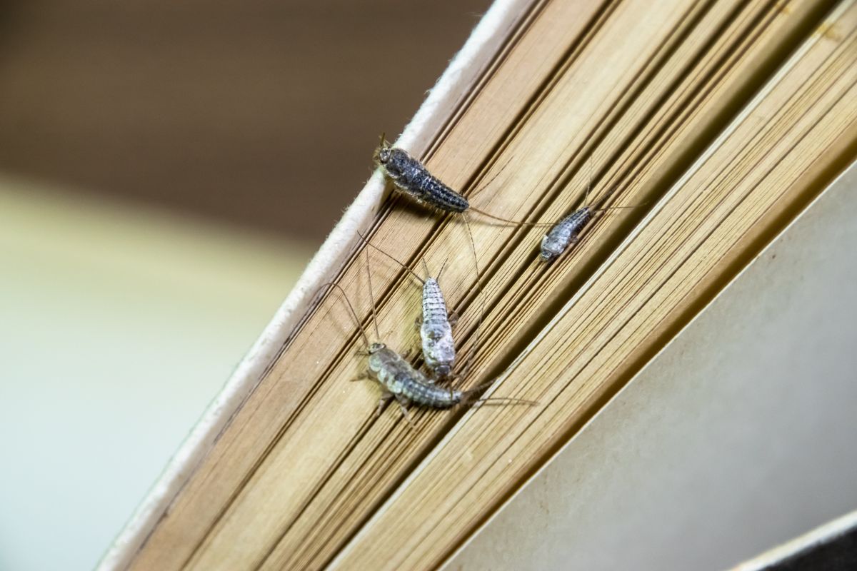 Insetti pesciolini d'argento che camminano su un libro