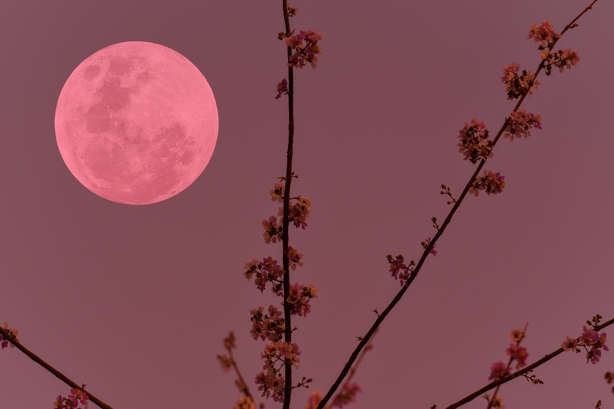 Luna piena rosa con fiori in primo piano