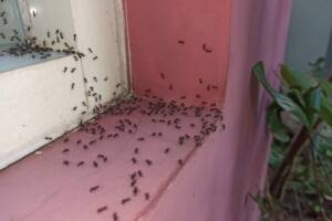 Infestazione di formiche