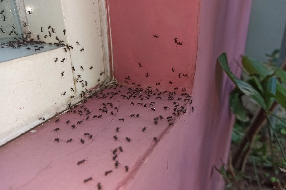 Infestazione di formiche